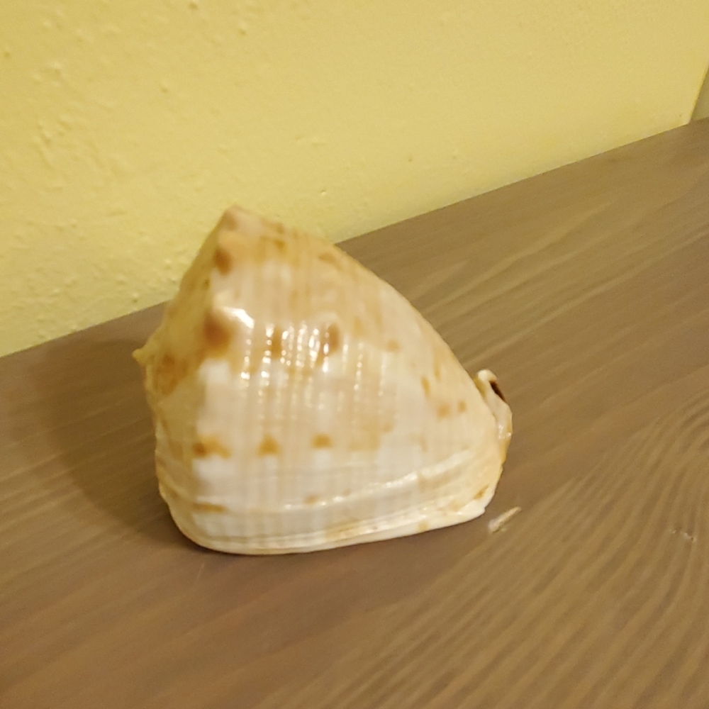 Seashell - Picture 2 of 5
